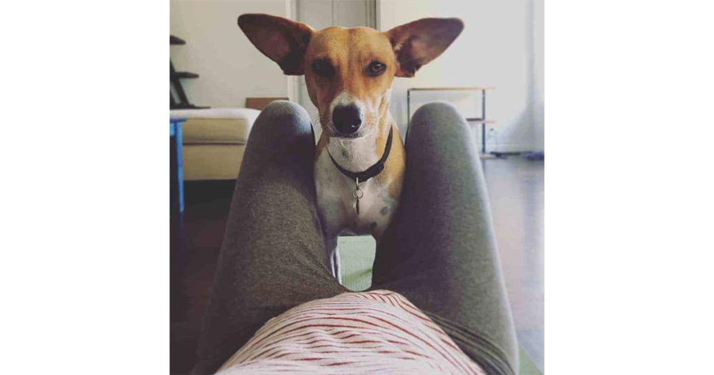 What I Learned from My Dog with Attachment Trauma