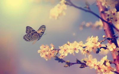 But I Miss The Caterpillar: My story of transformation and loss