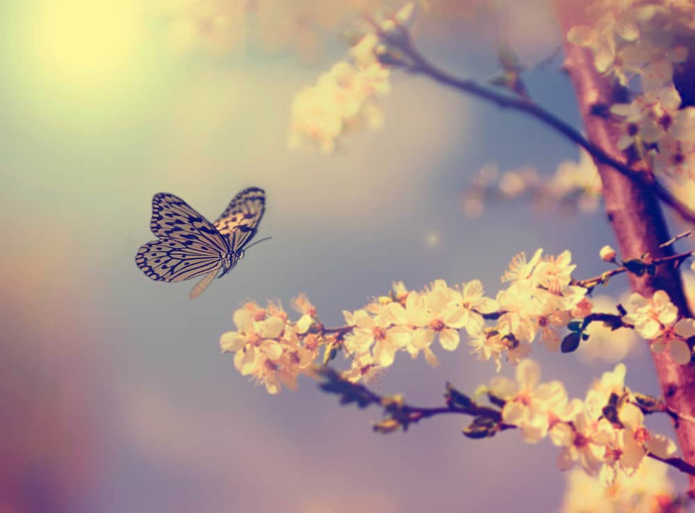 But I Miss The Caterpillar: My story of transformation and loss