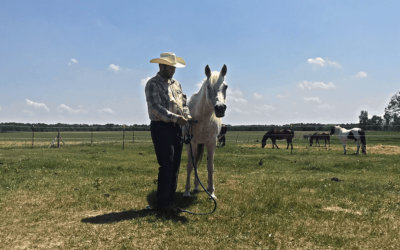 What If Our Equine Partner Does Not Consent to the Session?