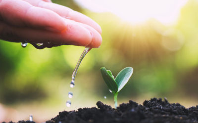 Getting to the “Root” of the Problem