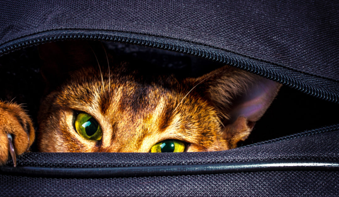 orange cat peeping out