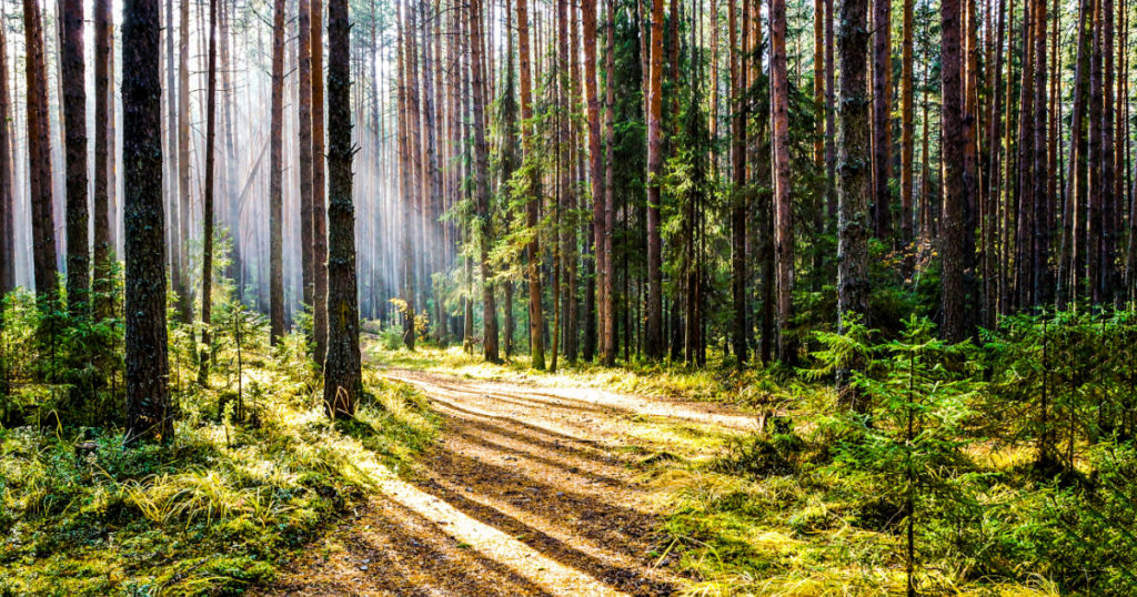 Finding the Way