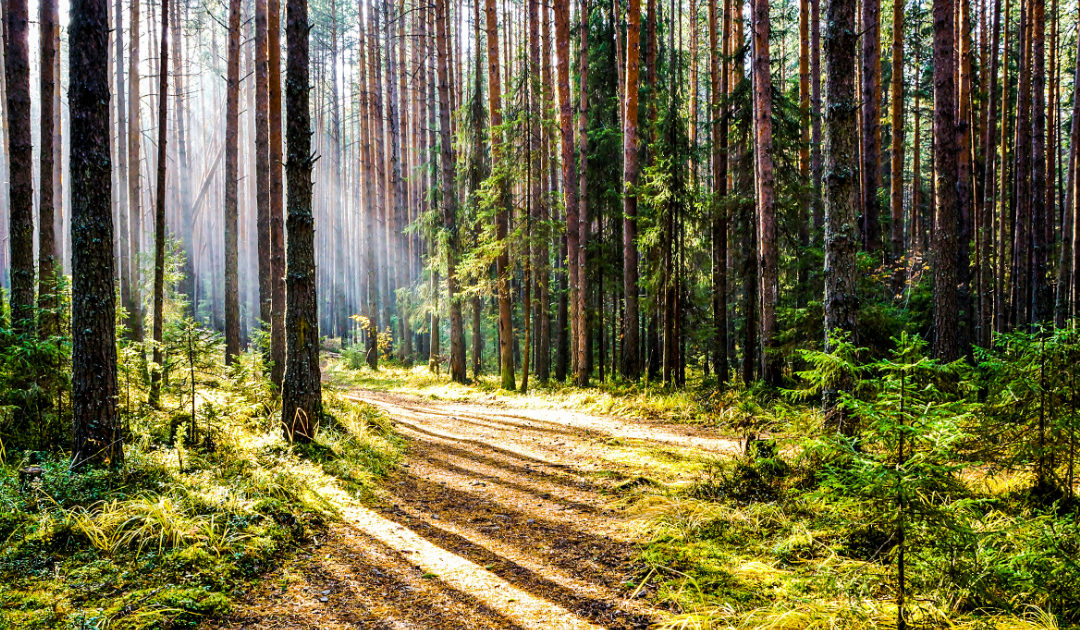 find your path