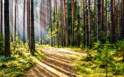 Finding the Way
