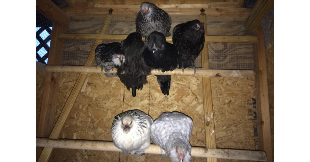 What my Chickens Taught me about Racism
