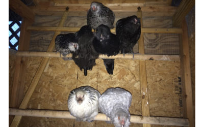 What my Chickens Taught me about Racism