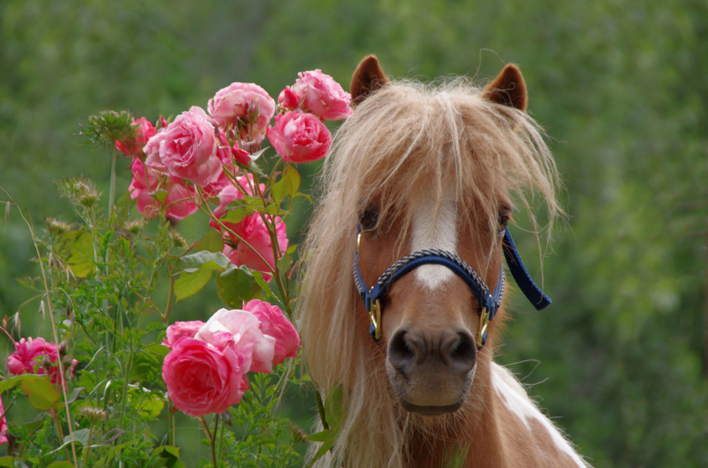 Equine Assisted Services, Equine Assisted Therapy, Equine Assisted Learning, Equine Assisted Psychotherapy:  What’s in a Name?