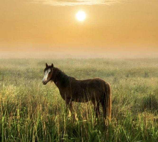 Practitioners-Page-Horse Practitioners Page Horse