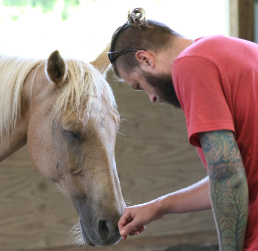 Red shirt palomino