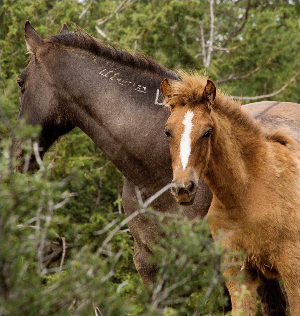 Horse Brand