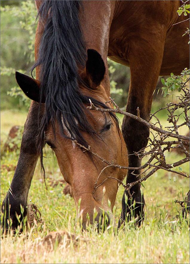 Horse Eating Grass Horse Eating Grass