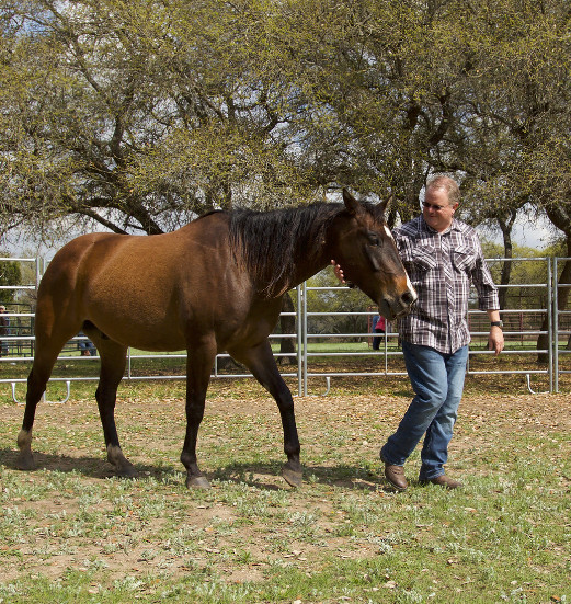 foundation-photo Connected Horsemanship