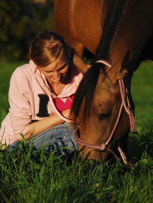 horse-companion Horse Companion