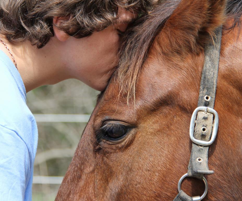 horse-feel