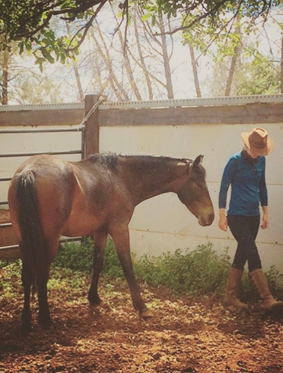 partnered-horse Partnered Horse