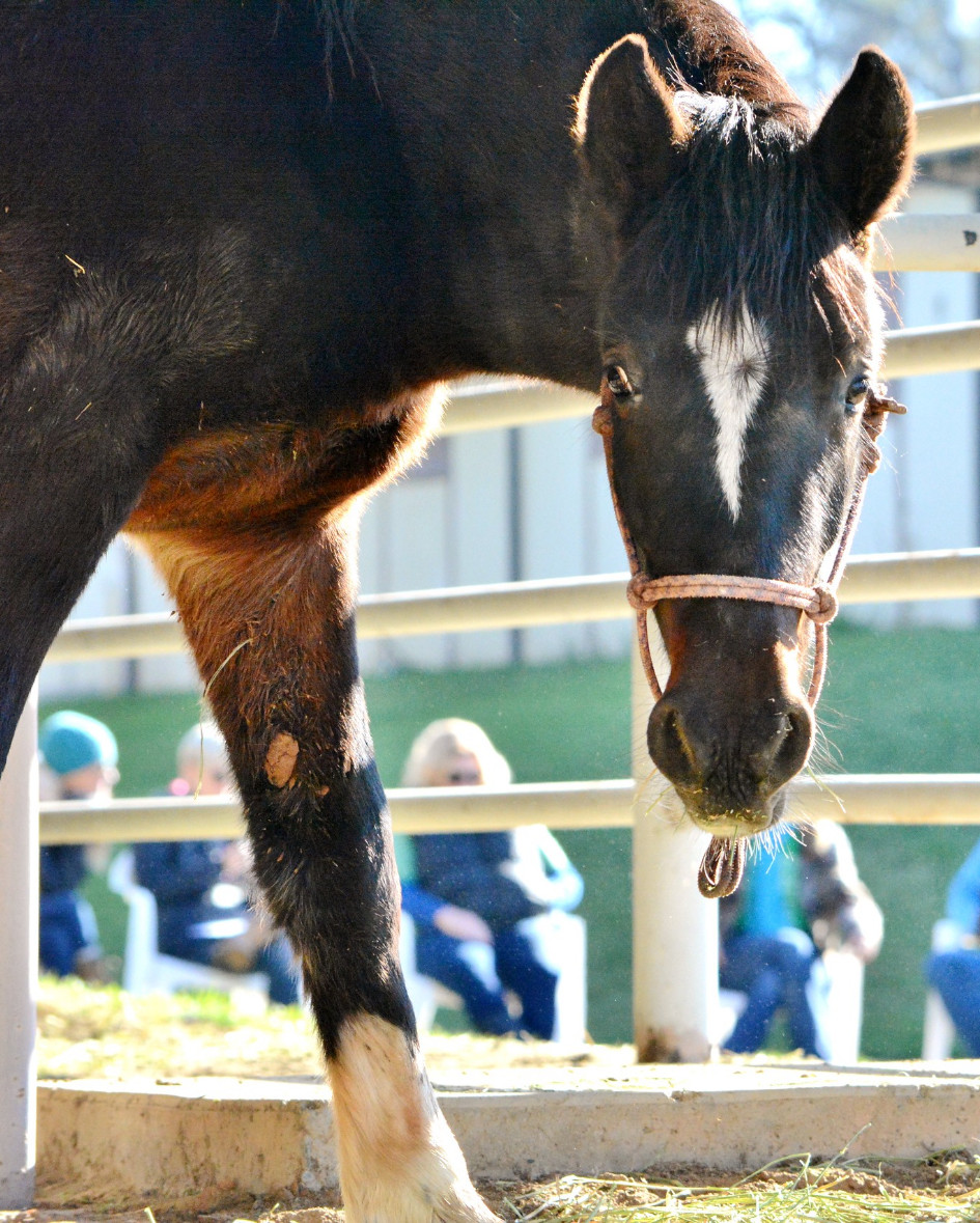 webinar-horse-image