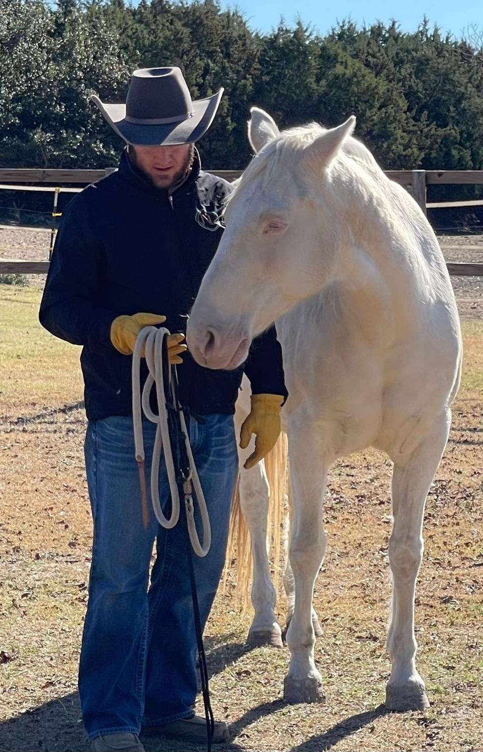 Practicum Horse Practicum Horse