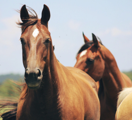 two-horses
